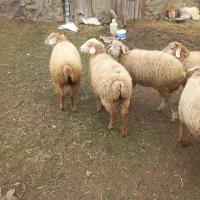 بره ماده|حیوانات مزرعه|آبش احمد, |دیوار