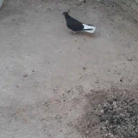 کبوتر