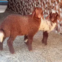 بره نر و ماده عراقی چاق دوقلو درجه یک شرط سالم