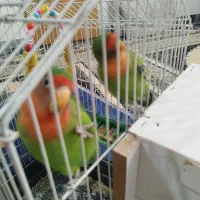 یه جفت طوطی برزیلی