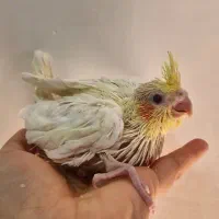 عروس هلندی سرلاکی نزدیک دان خور