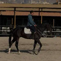 اسب ورزشی رشته پرش فروشی