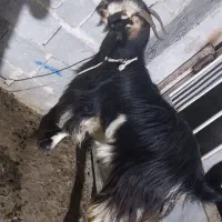 فروش حیوان|حیوانات مزرعه|کازرون, |دیوار