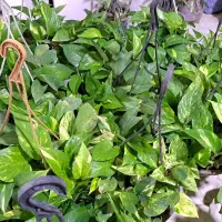 پتوس کاسه پر به مناسبت روز دختر با تخفیف ویژه