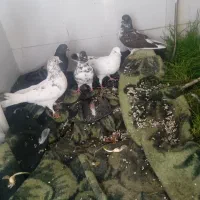 پنج عدد کبوتر پرشی|پرنده|بابکان, |دیوار