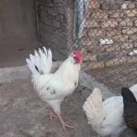 مرغ و خروس گلین وتخم نطفه دار گلین و اردک|حیوانات مزرعه|کرج, آق تپه|دیوار