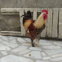 خروس برهما دهگلان|حیوانات مزرعه|دهگلان, |دیوار