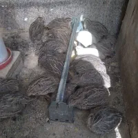 بلدرچین|حیوانات مزرعه|قم, نخودی|دیوار