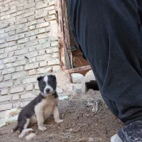 فروش سگ|سگ|سیمکان, |دیوار