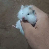 دوتا همستر تپل و دستی|موش و خرگوش|شیراز, شهرک سراج|دیوار