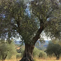 خرید نهال زیتون با تخفیف ویژه و ارسال سریع|گل و گیاه طبیعی|نجف‌آباد, سعدی|دیوار