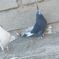 سه عدد کبوتر|پرنده|دلبران, |دیوار