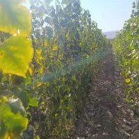 برند نهـالـهای تجاریو اقتصـادی|خدمات باغبانی و درختکاری|اقلید, |دیوار