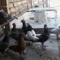 دسه کفتر پلاکی و رنگی|پرنده|شاهین‌شهر, گرگاب|دیوار