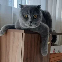 گربه اسکاتیش دبل فولد بلو نر