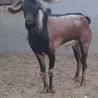 فروش پازن کهره نر|حیوانات مزرعه|لامرد, |دیوار