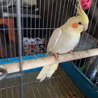 عروس هلندی مولد باجوجه
