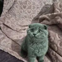 گربه اسکاتیش بلو رنگ خاص