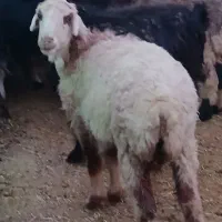 میش آبستن داشتی تمیز|حیوانات مزرعه|مرودشت, مختارآباد|دیوار