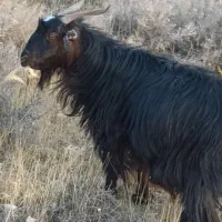 فروش گوسفند|حیوانات مزرعه|شیراز, داریون|دیوار