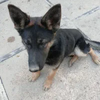 سگ ژرمن|سگ|پلنگ آباد, |دیوار