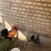 مرغ وخروس با نیمچه
