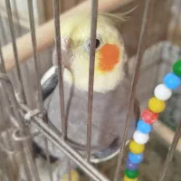 عروس هلندی ضمانتی