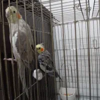 فروش یک جفت عروس هلندی