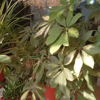 استند و گلدان