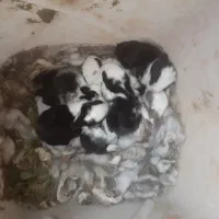 خرگوش با بچه|موش و خرگوش|زاهدان, |دیوار