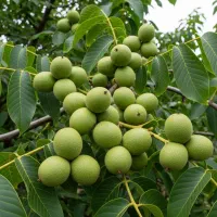 خرید نهال گردو چندلر لیبل‌دار،دارای شناسنامه معتبر