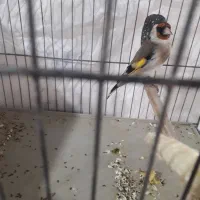 سهره ماده تازه تخت،زاده قفس نشانه دار|پرنده|الوند, |دیوار