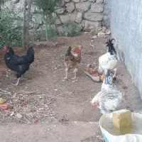 مرغ وخروس