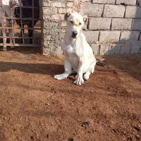 کوچوک15ملیون