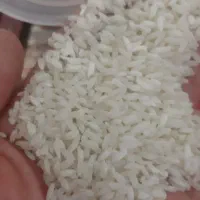 برنج محلی سرخه چمچمال با عطرو قد بینظیر