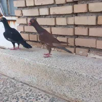 کبوتر