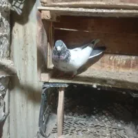 کبوتر|پرنده|شهریار, اسد‌آباد|دیوار