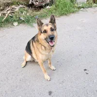 واگذاری سگ ژرمن ۱ ساله تربیت اقداماتی انجام شده|سگ|نوشهر, |دیوار