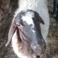 دو عدد میش بومی