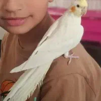 عروس هلندی گمشده