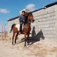 اسب کرد کرمانشاهی