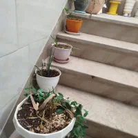 تعدادی گلدون با خاک وبعضی گلهای زیبا