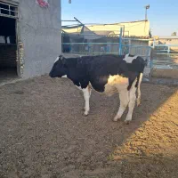 یک راس جوانه ۳۰۰ کیلویی