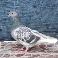 اشعل و زاغ|پرنده|خرمشهر, |دیوار