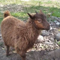 دوعددبزماده سالم وسرحال|حیوانات مزرعه|سنگر, |دیوار