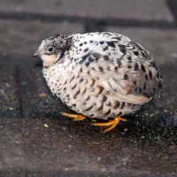 فروش بلدرچین مینیاتوری مولد کیفیت بالا