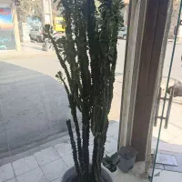 افوربیا بلندوپر شاخه