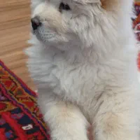 سگ نژاد چینی