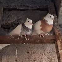 جفت کبوتر طوقی