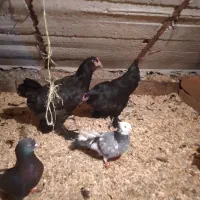 خروس سیاه ،،مرغ وخروس مرندی